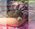 Puppy Puppy 5 Bo Border Collie