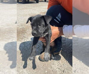 American Staffordshire Terrier Dogs for adoption in San Antonio, TX, USA