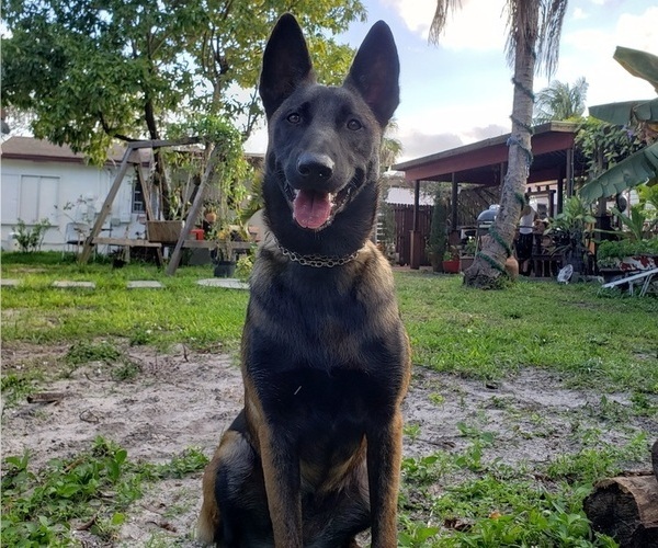 Medium Photo #1 Belgian Malinois Puppy For Sale in HOLLYWOOD, FL, USA