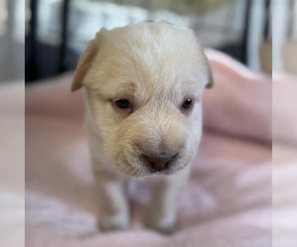 Medium Photo #3 Labrador Retriever-Unknown Mix Puppy For Sale in San Diego, CA, USA