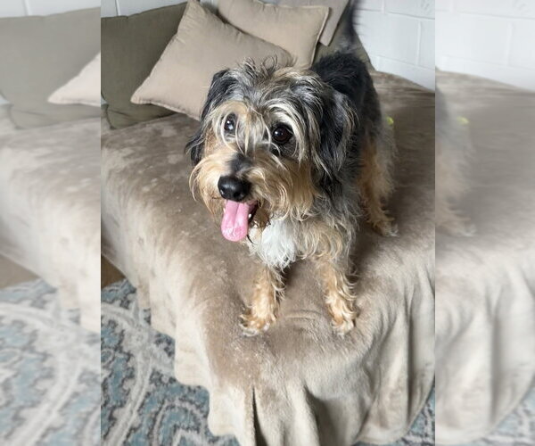 Medium Photo #4 Mutt Puppy For Sale in San Leon, TX, USA