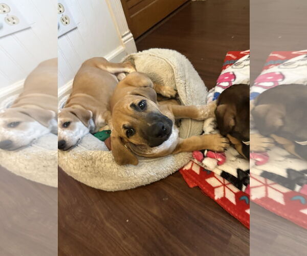 Medium Photo #2 Mutt Puppy For Sale in Plainfield, IL, USA