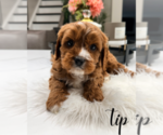 Small #2 Cavapoo (Miniature)