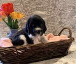 Small #2 English Springer Spaniel