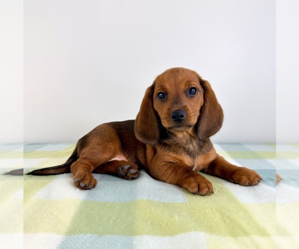 Medium Photo #2 Dorgi Puppy For Sale in GREENFIELD, IN, USA