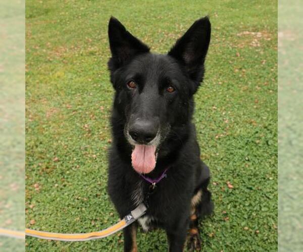 Medium Photo #2 German Shepherd Dog Puppy For Sale in Camarillo, CA, USA