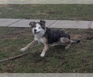 Link - Male Border-Aussie Dog for Adoption - Photo #3