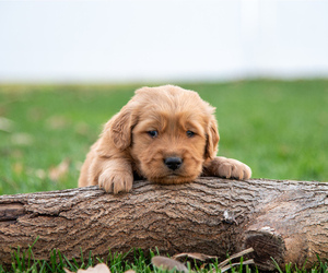 Golden Retriever Puppy for sale in BLUFFTON, OH, USA