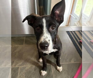 Quinney - Female American Staffordshire Terrier-Unknown Mix Dog for Adoption - Photo #2