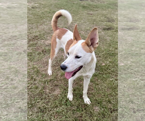 Medium Photo #2 Siberian Husky Puppy For Sale in Eastman, GA, USA
