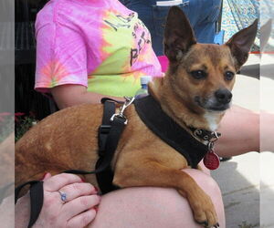 Chihuahua-Unknown Mix Dogs for adoption in Rootstown, OH, USA