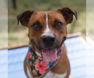 Mutt Dogs for adoption in San Antonio, TX, USA