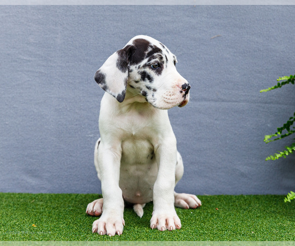 Medium Photo #163 Great Dane Puppy For Sale in WAKARUSA, IN, USA