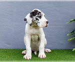 Small Photo #163 Great Dane Puppy For Sale in WAKARUSA, IN, USA