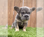 Small Photo #10 French Bulldog Puppy For Sale in EMPIRE STATE, NY, USA