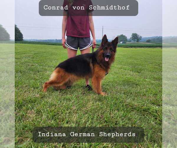 Medium Photo #1 German Shepherd Dog Puppy For Sale in CHRISNEY, IN, USA