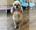Small #1 Poodle (Miniature)