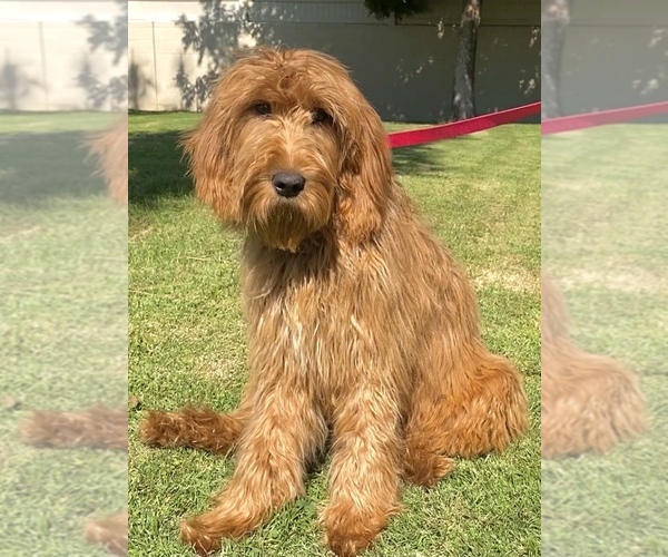 Medium Photo #1 Goldendoodle-Poodle (Standard) Mix Puppy For Sale in ROSEMEAD, CA, USA