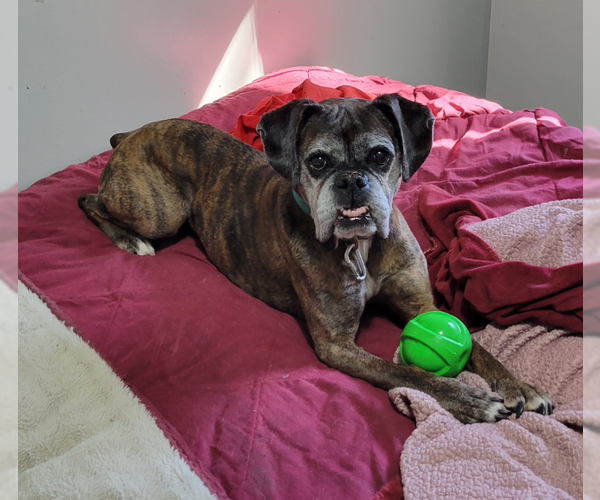 Medium Photo #3 Boxer Puppy For Sale in Burnsville, MN, USA