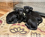 Small Photo #8 Labrador Retriever-Unknown Mix Puppy For Sale in San Diego, CA, USA