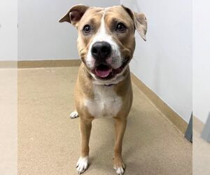 American Staffordshire Terrier Dogs for adoption in Aurora, CO, USA