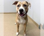 Small American Staffordshire Terrier