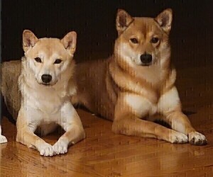 Father of the Shiba Inu puppies born on 11/23/2022