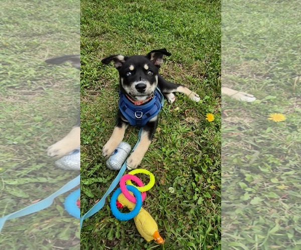 Medium Photo #1 Gerberian Shepsky Puppy For Sale in Oro Medonte, Ontario, Canada