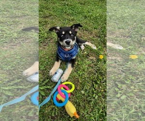 Gerberian Shepsky Dogs for adoption in Oro Medonte, Ontario, Canada