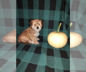 Morkie Puppy for Sale in LAPEER, Michigan USA
