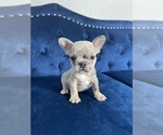 Small Photo #37 French Bulldog Puppy For Sale in CHARLOTTE, NC, USA