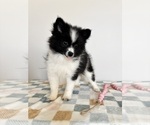 Small #4 Pomeranian