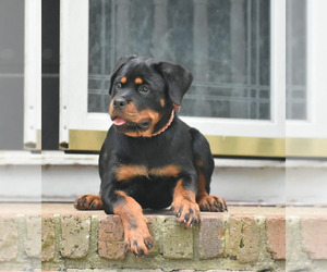 Rottweiler Puppy for Sale in JONESBORO, Georgia USA