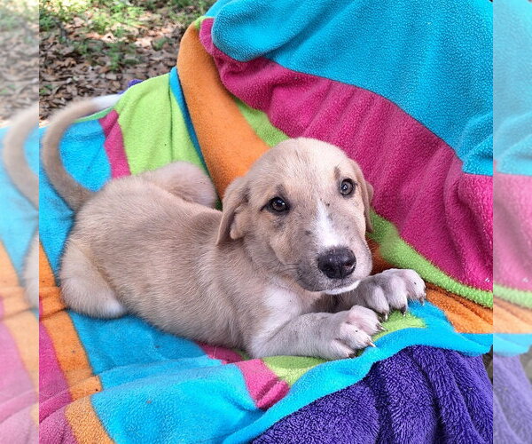 Medium Photo #1 Labrador Retriever-Unknown Mix Puppy For Sale in Missouri City, TX, USA