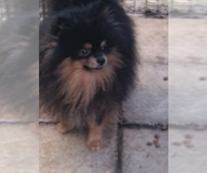 Father of the Pomeranian puppies born on 01/21/2026