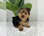 Small Photo #6 Yorkshire Terrier Puppy For Sale in FRANKLIN, IN, USA