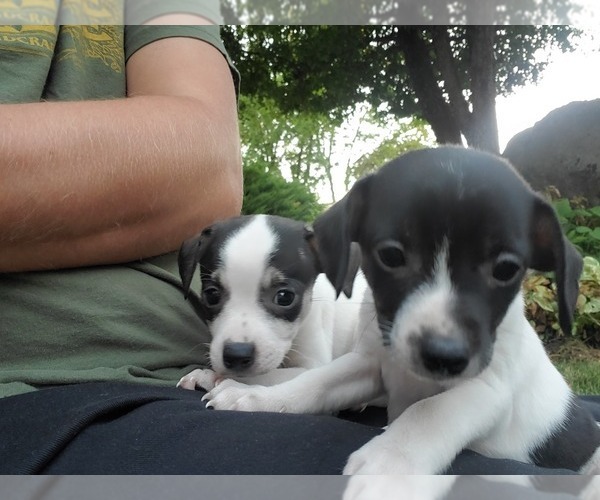 View Ad Boston TerrierJack Russell Terrier Mix Puppy for