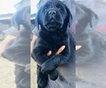 Puppy Elderberry Labrador Retriever