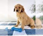 Small #3 Golden Retriever
