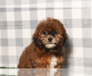Shorkie Tzu Puppy for sale in MARIETTA, GA, USA
