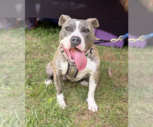 Medium Photo #4  Puppy For Sale in , 