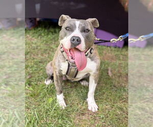 American Pit Bull Terrier-Unknown Mix Dogs for adoption in Spotsylvania, VA, USA