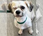 Small #3 Shih Tzu Mix