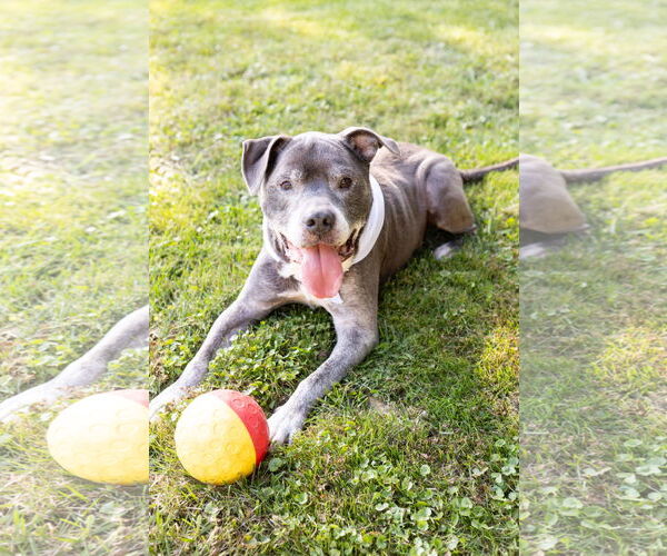 Medium Photo #1 Staffordshire Bull Terrier-Unknown Mix Puppy For Sale in Crete, IL, USA