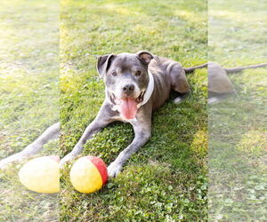 Staffordshire Bull Terrier-Unknown Mix Dogs for adoption in Crete, IL, USA