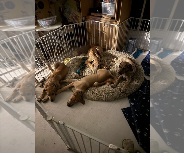 Medium Photo #1 Great Dane Puppy For Sale in GALLOWAY, OH, USA