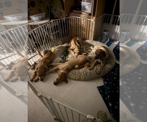 Great Dane Litter for sale in GALLOWAY, OH, USA