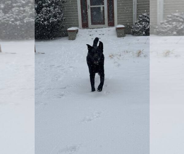 Medium Photo #6 Labsky Puppy For Sale in Holly Springs, NC, USA