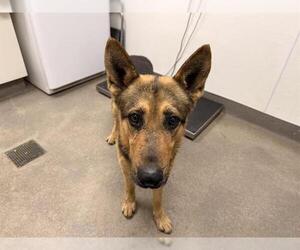 German Shepherd Dog Dogs for adoption in HESPERIA, CA, USA