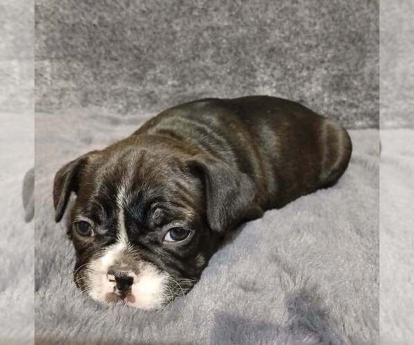 Medium Photo #5 French Bulldog Puppy For Sale in BOWLING GREEN, KY, USA